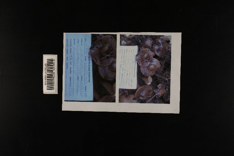 Phaeocollybia gregaria image