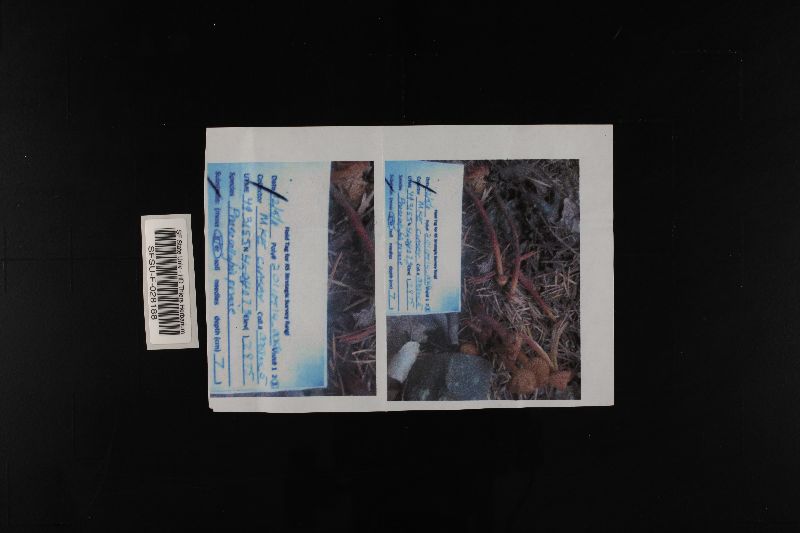 Phaeocollybia californica image