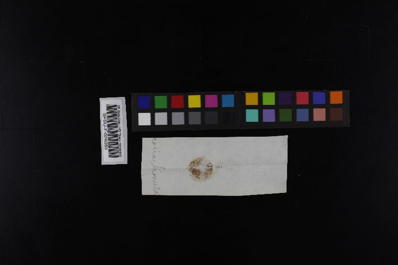 Flammulaster limulatus var. limulatus image