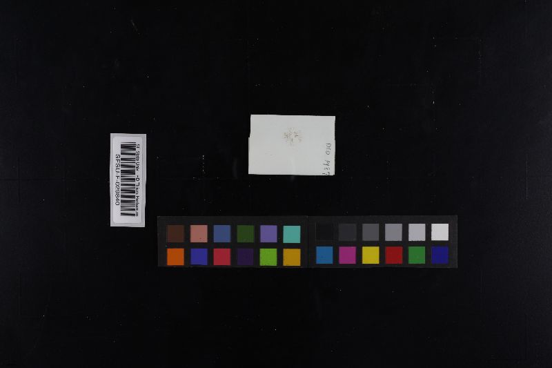 Psathyrella typhae image