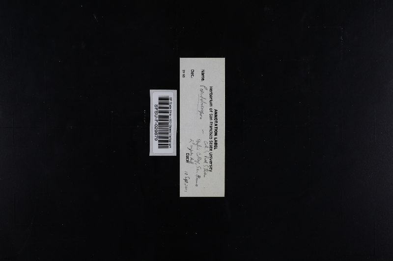 Pseudobaeospora stevensii image