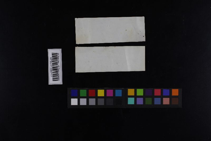Russula blackfordiae image