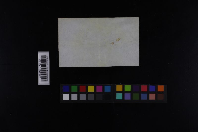 Russula burgeae image