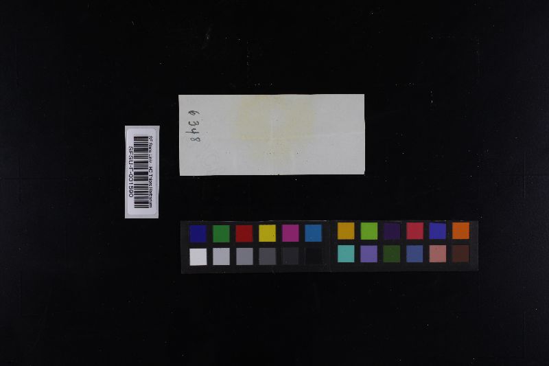 Russula graminicolor image
