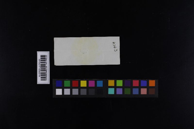 Russula variegata image