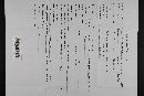 Rhizopogon truncatus image