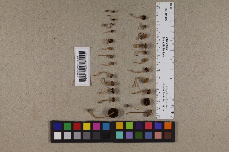 Psathyrella oboensis image