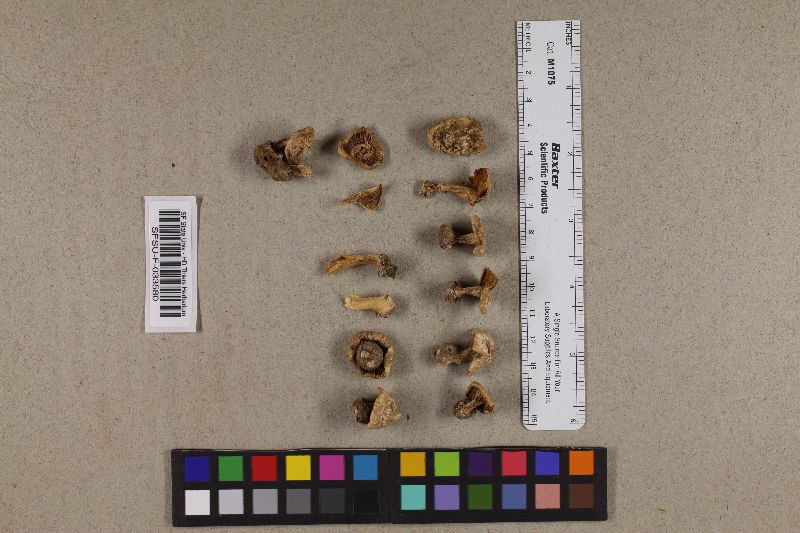 Inocybe sierraensis image