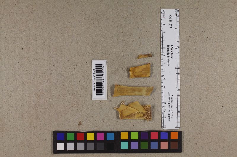 Hyponectria mohavensis image