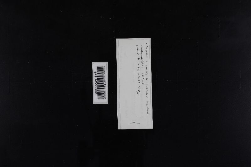 Tricholoma moseri image
