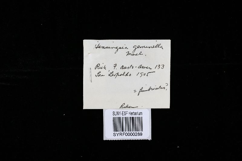Henningsia geminella image