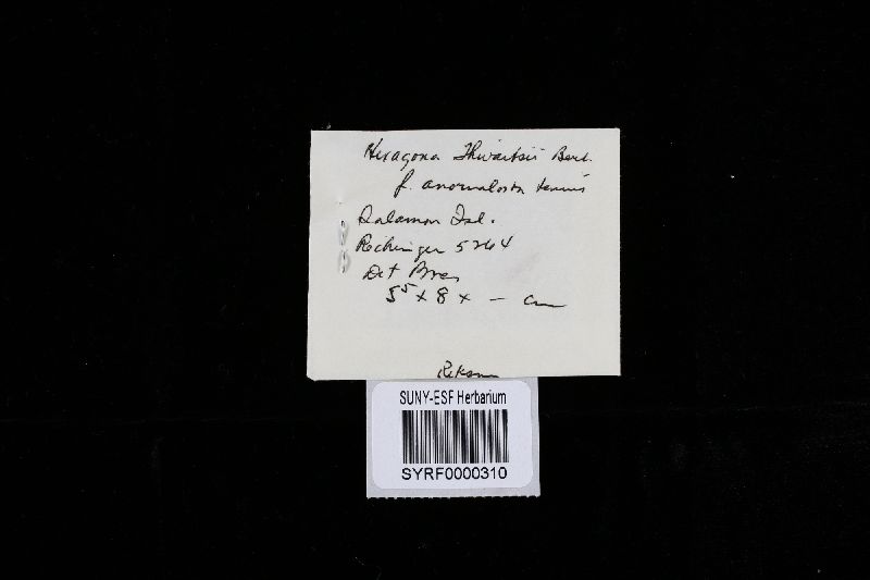 Hexagonia thwaitesii image