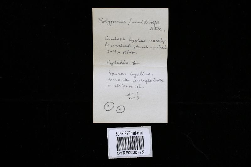 Tyromyces fumidiceps image