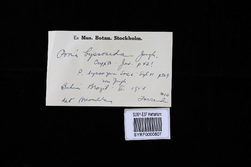 Trichaptum byssogenum image