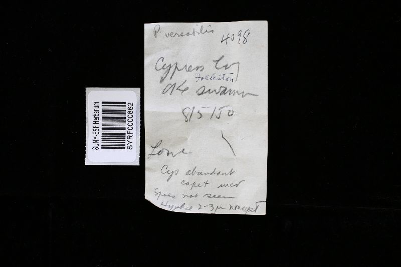Trichaptum byssogenum image