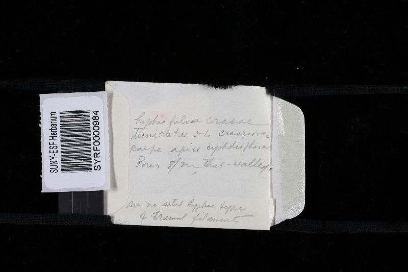 Amauroderma scopulosum image