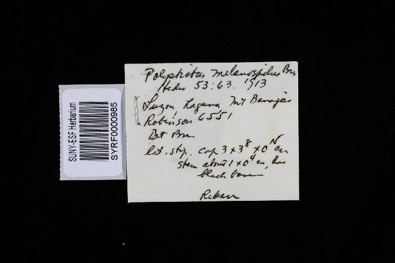 Amauroderma scopulosum image