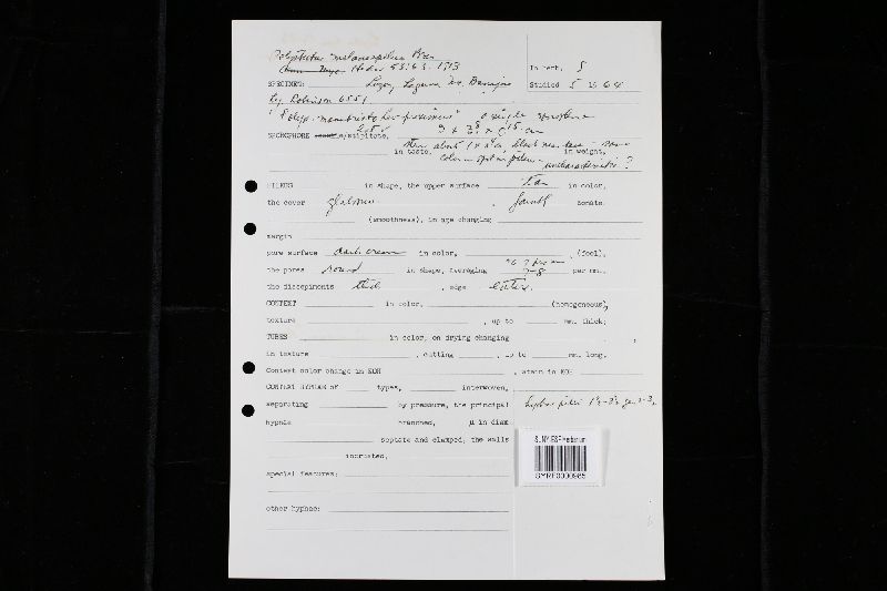 Amauroderma scopulosum image
