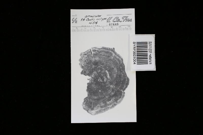 Polyporus arenicolor image
