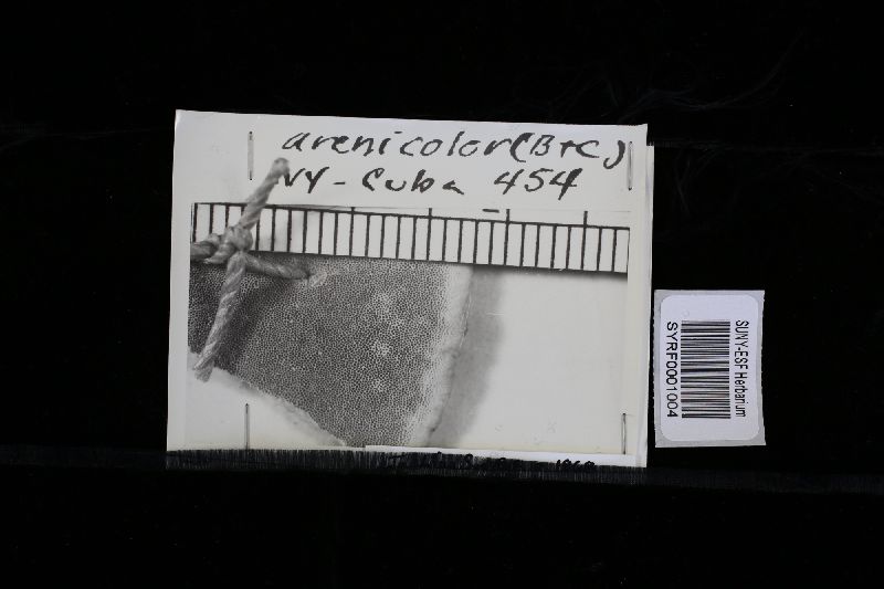 Polyporus arenicolor image