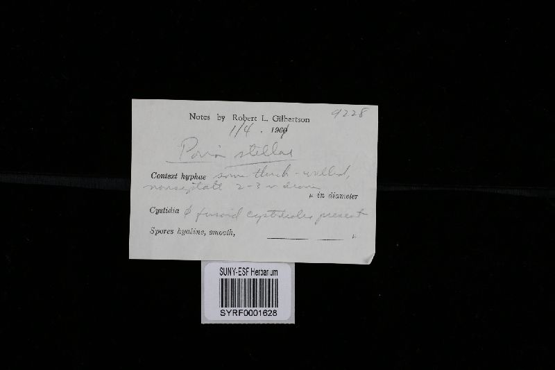 Skeletocutis stellae image