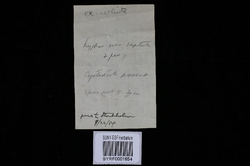 Skeletocutis alutacea image