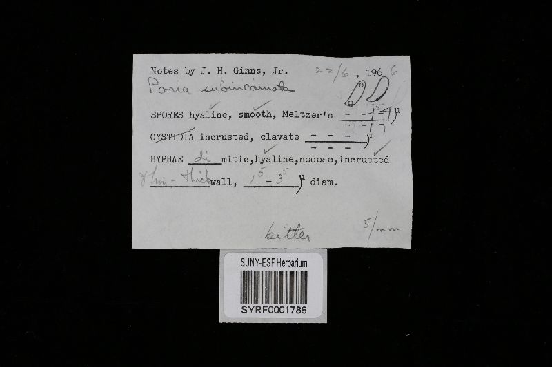Skeletocutis subincarnata image