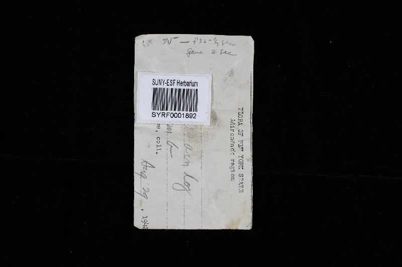 Skeletocutis amorphus image