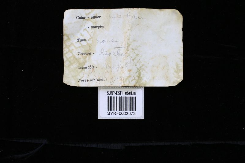 Skeletocutis image