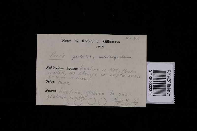 Rigidoporus vinctus image