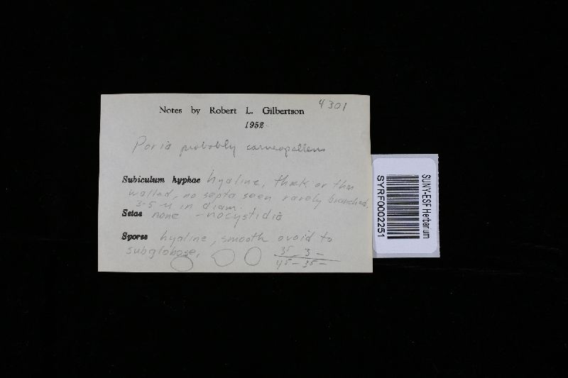 Rigidoporus vinctus image