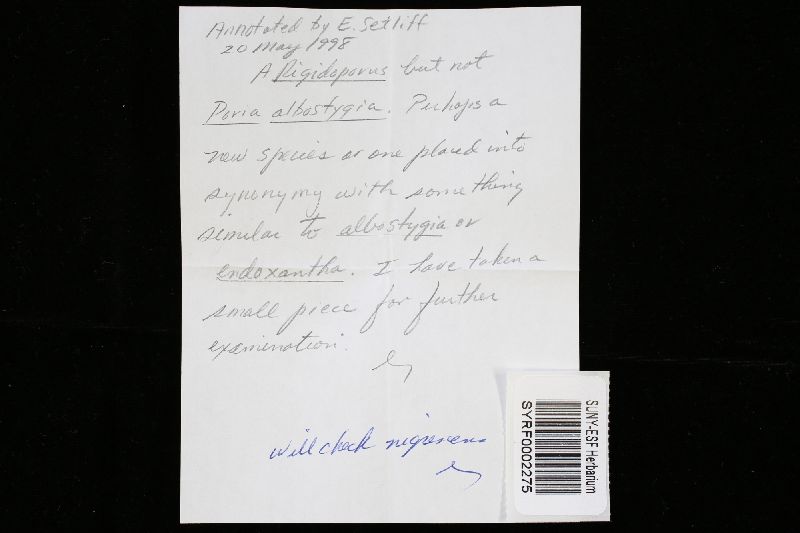 Rigidoporus vinctus image