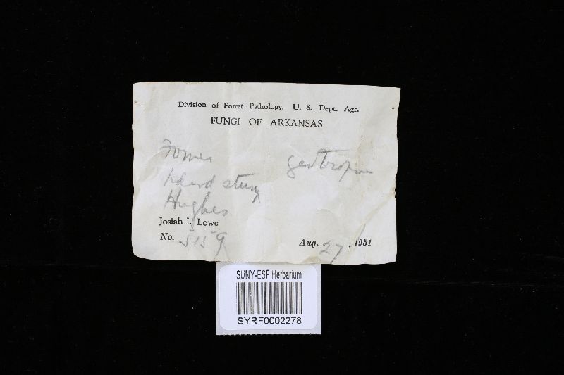 Rigidoporus ulmarius image