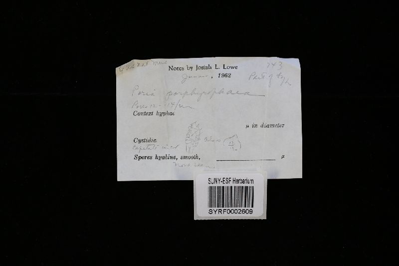 Rigidoporus vinctus image