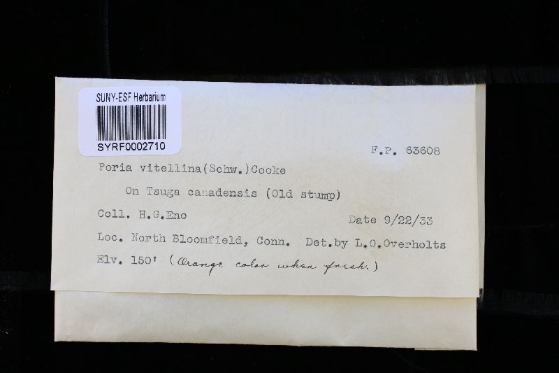 Poria vitellina image