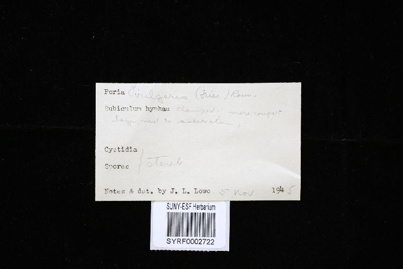 Sidera vulgaris image