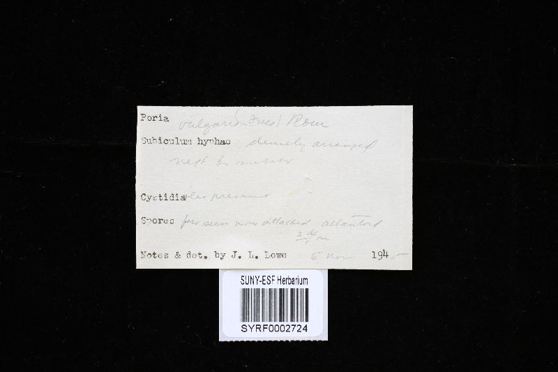 Sidera vulgaris image