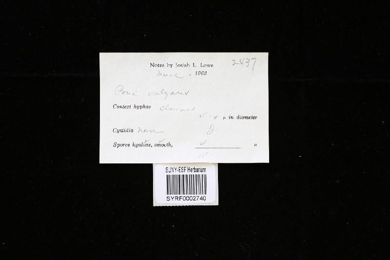 Sidera vulgaris image