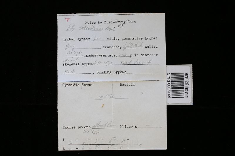 Polyporus calcuttensis image