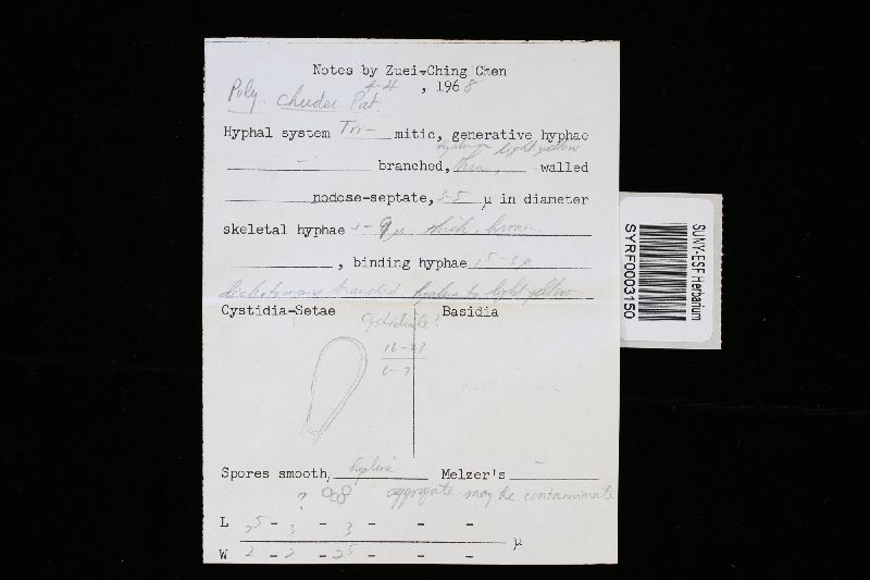 Polyporus chudei image