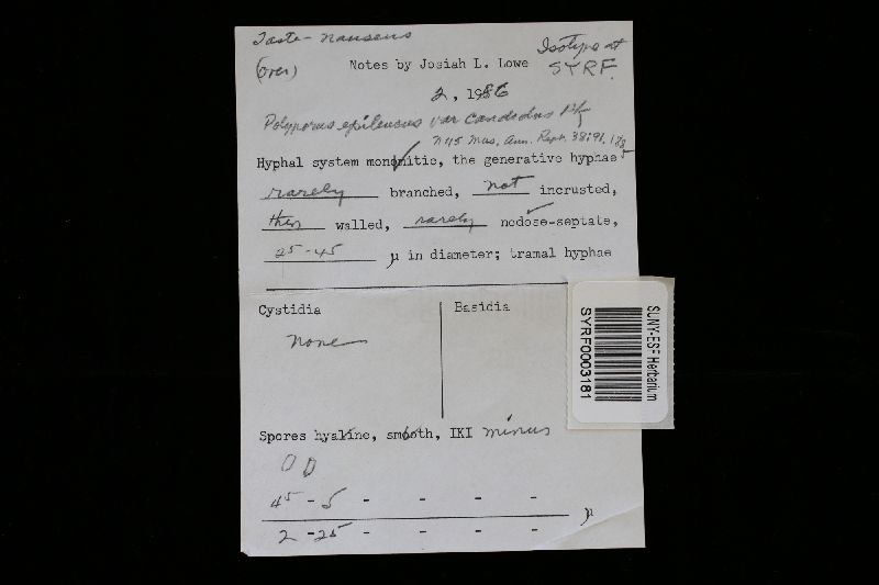 Polyporus epileucus image