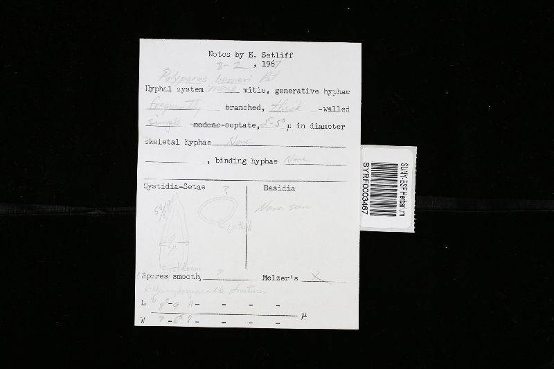 Leucophellinus hobsonii image