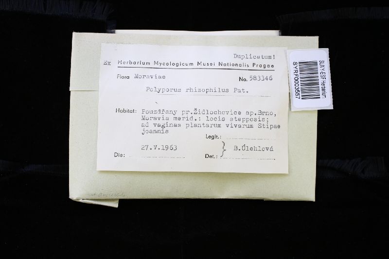 Polyporus rhizophilus image