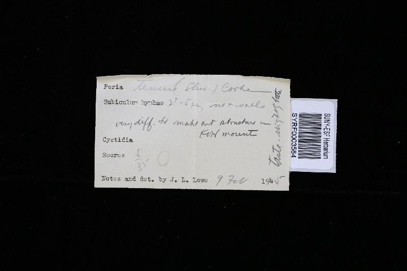 Perenniporia tenuis image