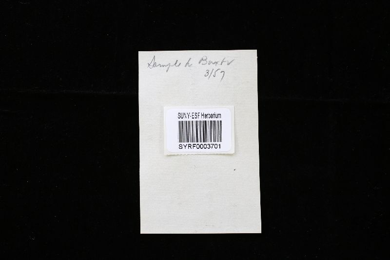 Physisporinus image