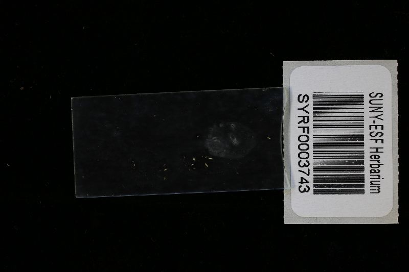 Rigidoporus sanguinolentus image