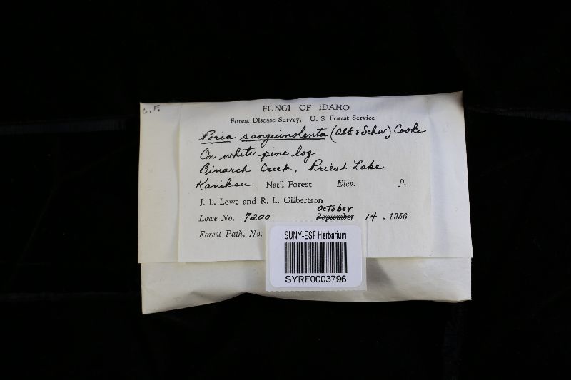 Rigidoporus sanguinolentus image