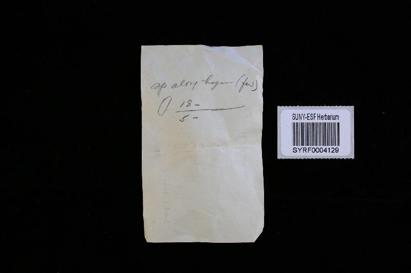 Megasporoporia setulosa image