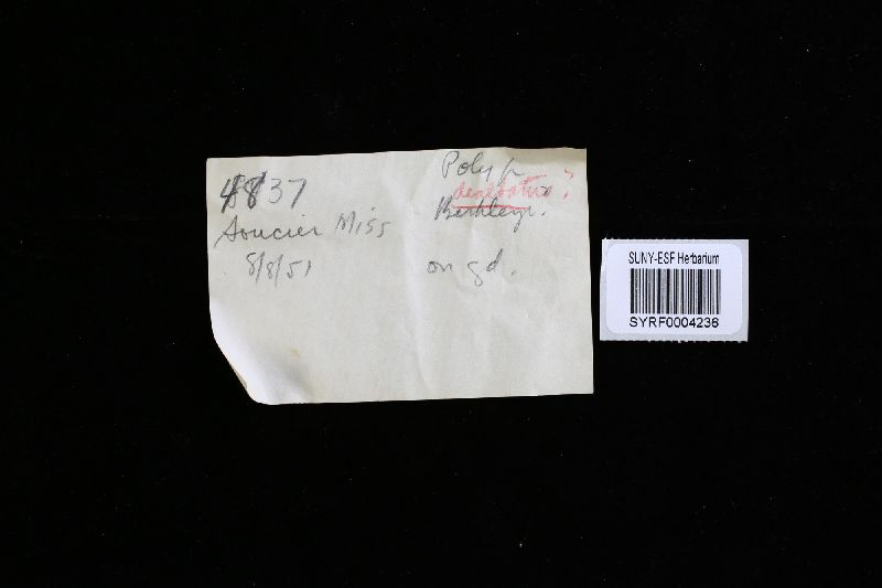 Microporellus dealbatus image