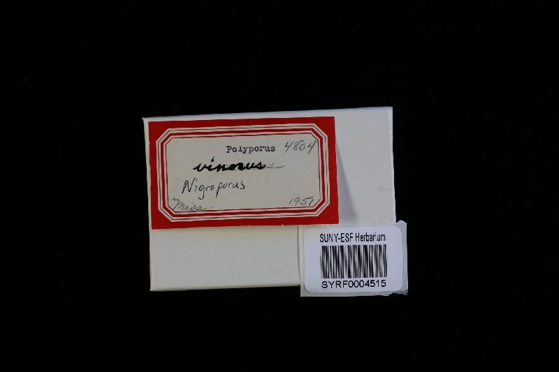 Nigroporus durus image